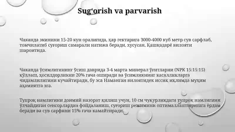 Chakanda Oʻsimligini Yetishtirish Texnologiyasi 3