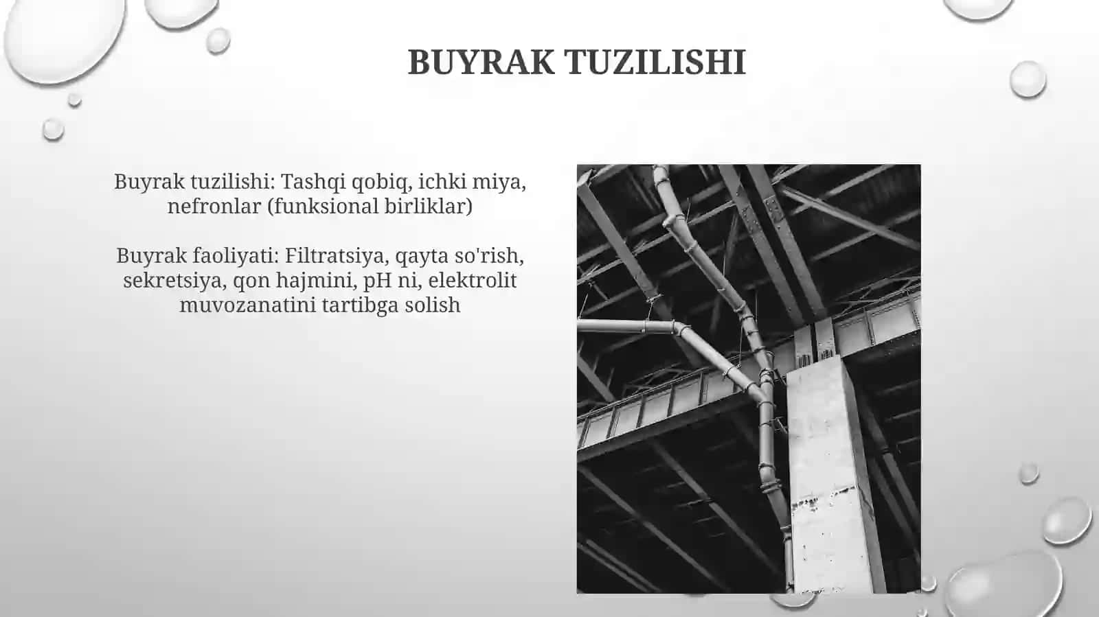 Buyraklar,ularning tuzilishi, fiziologik faoliyati va boshqarilishi, siydik hosil boʻlishi, siydik tarkibi va xossalari, siydik chiqarilishi 3