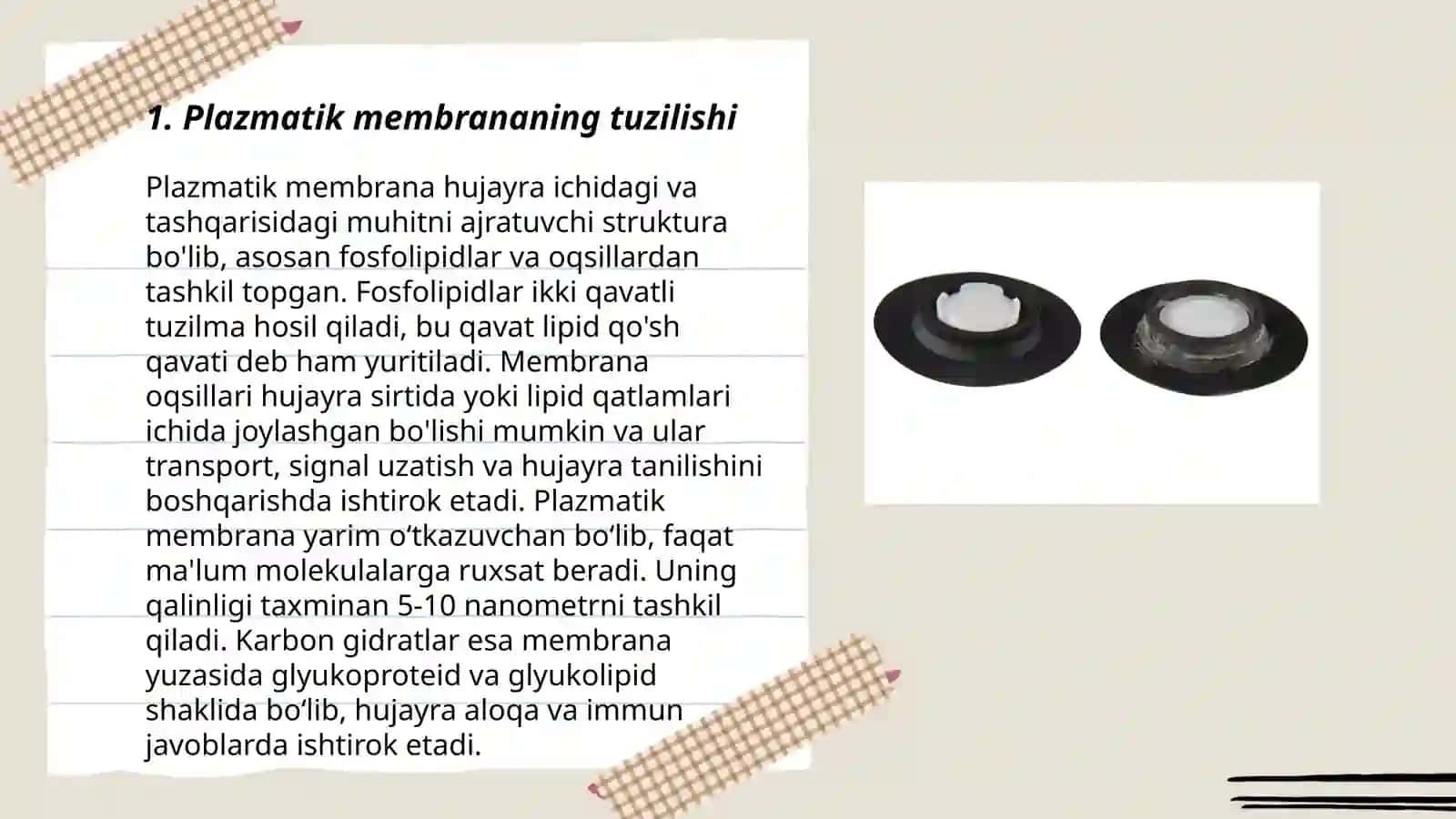 Õsimlik hujayrasining membrana tuzilmalari 3