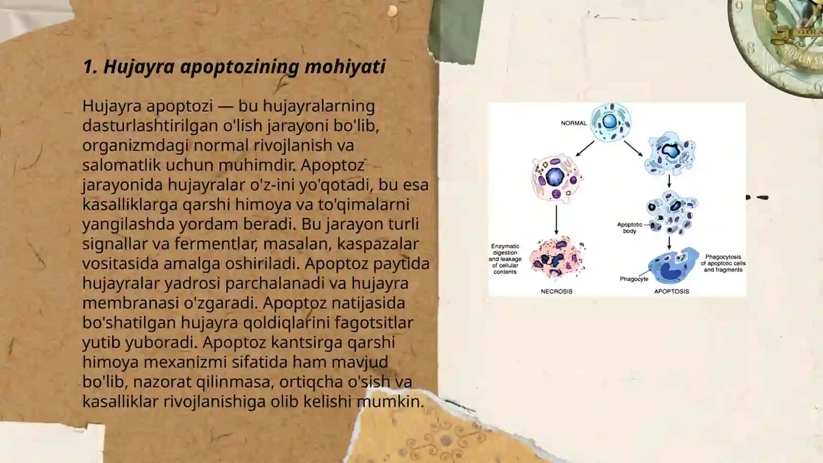 Hujayra apoptozi va uning biologik ahamiyati 3