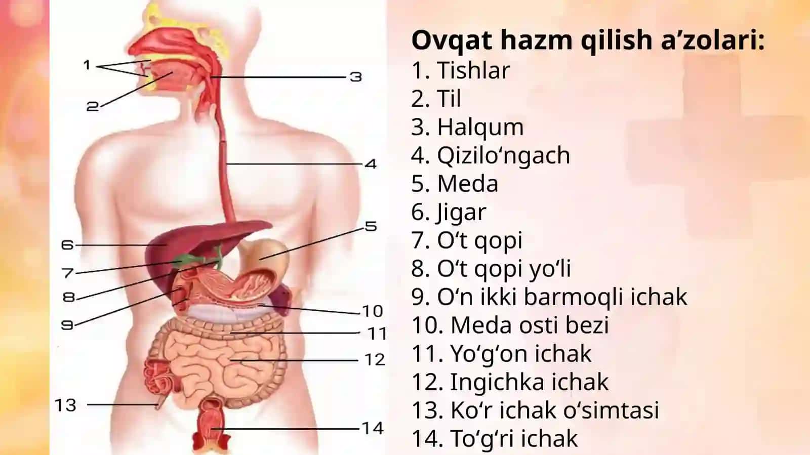 Ovqat hazm qilish sistemasi 3
