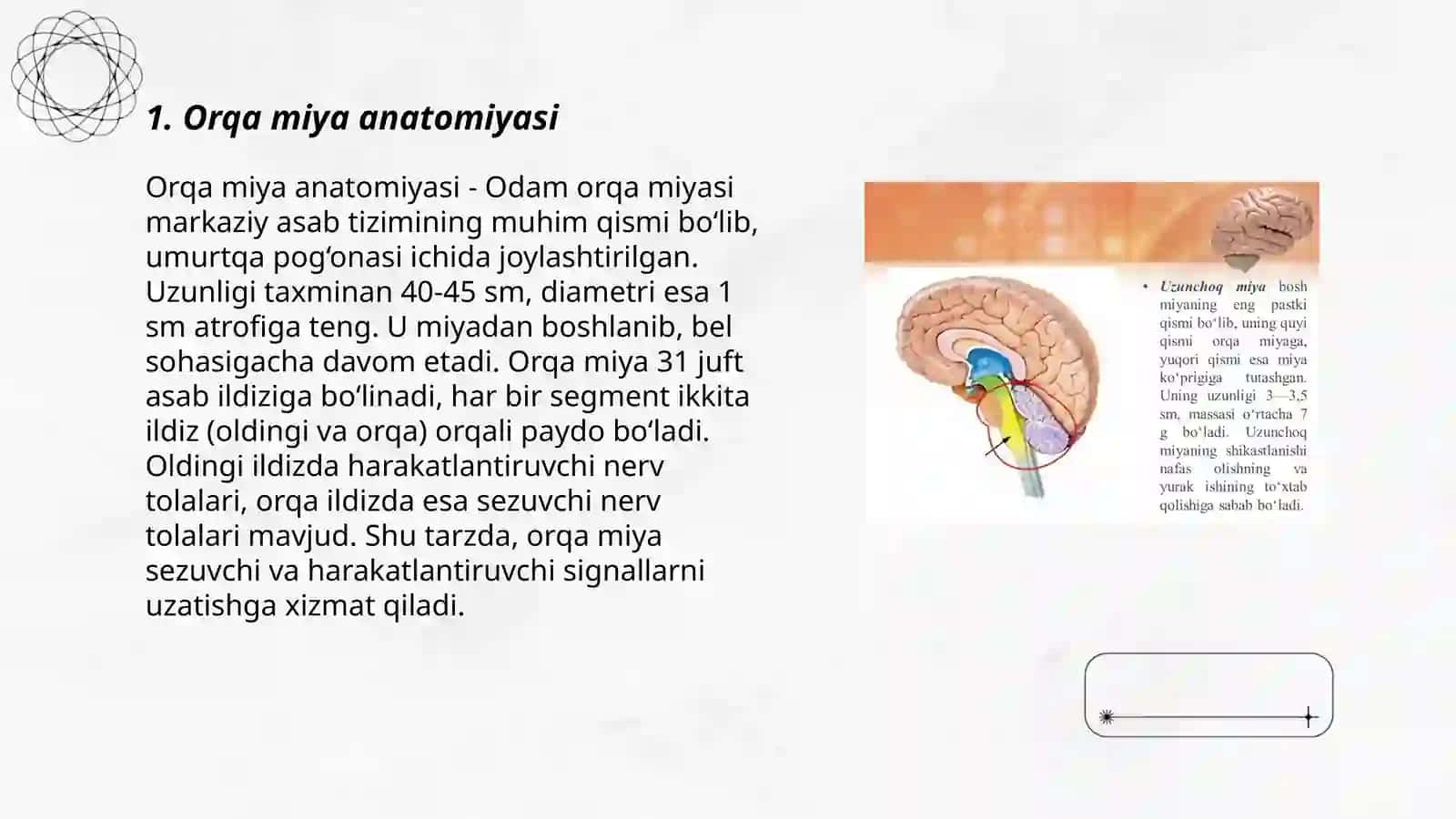 Orqa miya joylashishi va tuzilishi 3