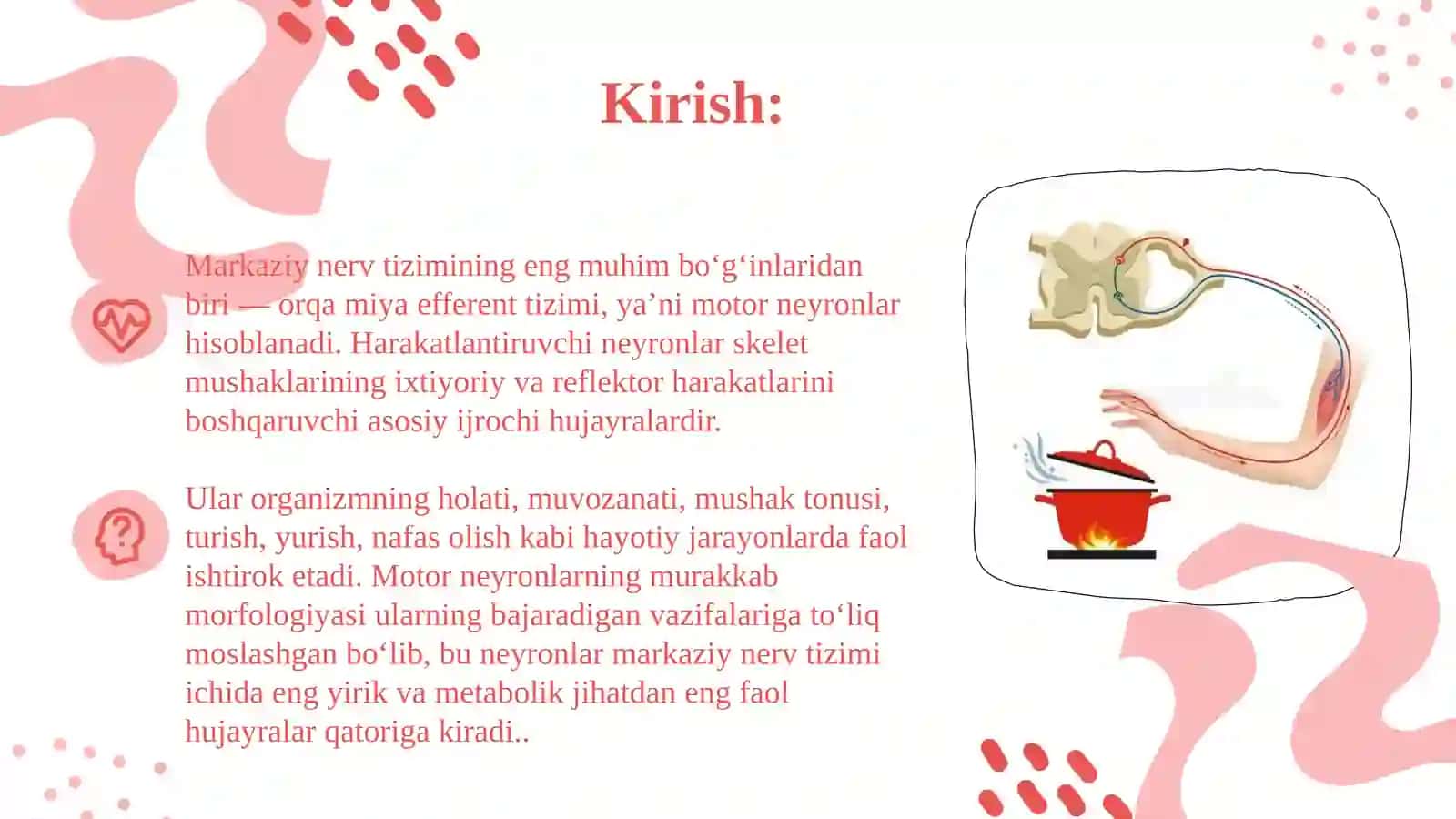 Orqa miyaning harakatlantiruvchi neyronlarining turlari, ularning morfofunksional xususiyatlari 3