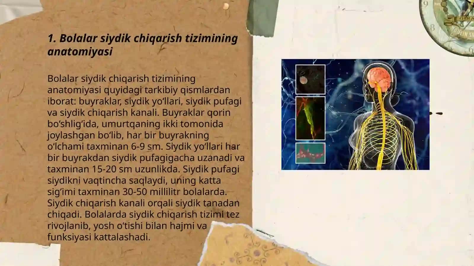 Bolalar siydik hosil qilish va siydik ajratish anatomi fiziologik xususiyatlari va jarohatlanish semiotikasi 3