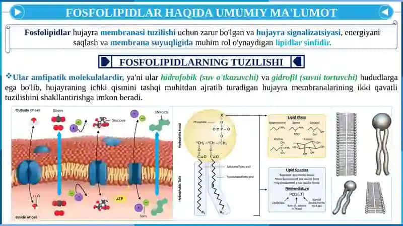 Fosfolipidlar Almashinuvi Buzilishi 3