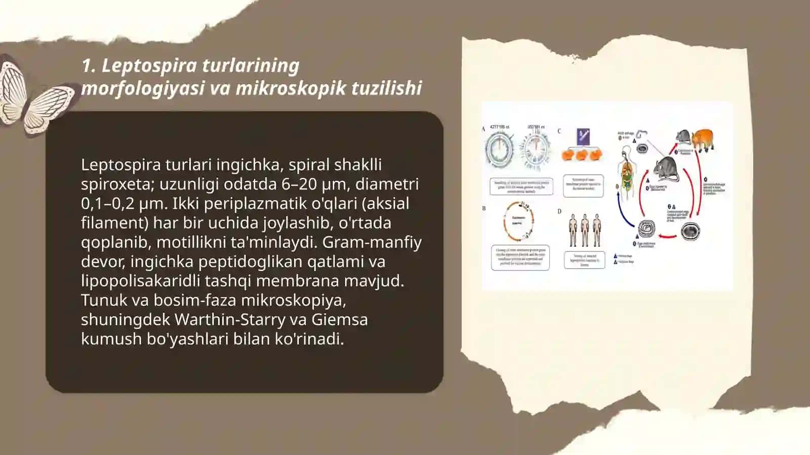 Leptospirozlar morfologiyasi, strukturasi, tarqalganligi, keltirib chiqaruvchi kasalliklari, labarotiya diagnostikasi 3