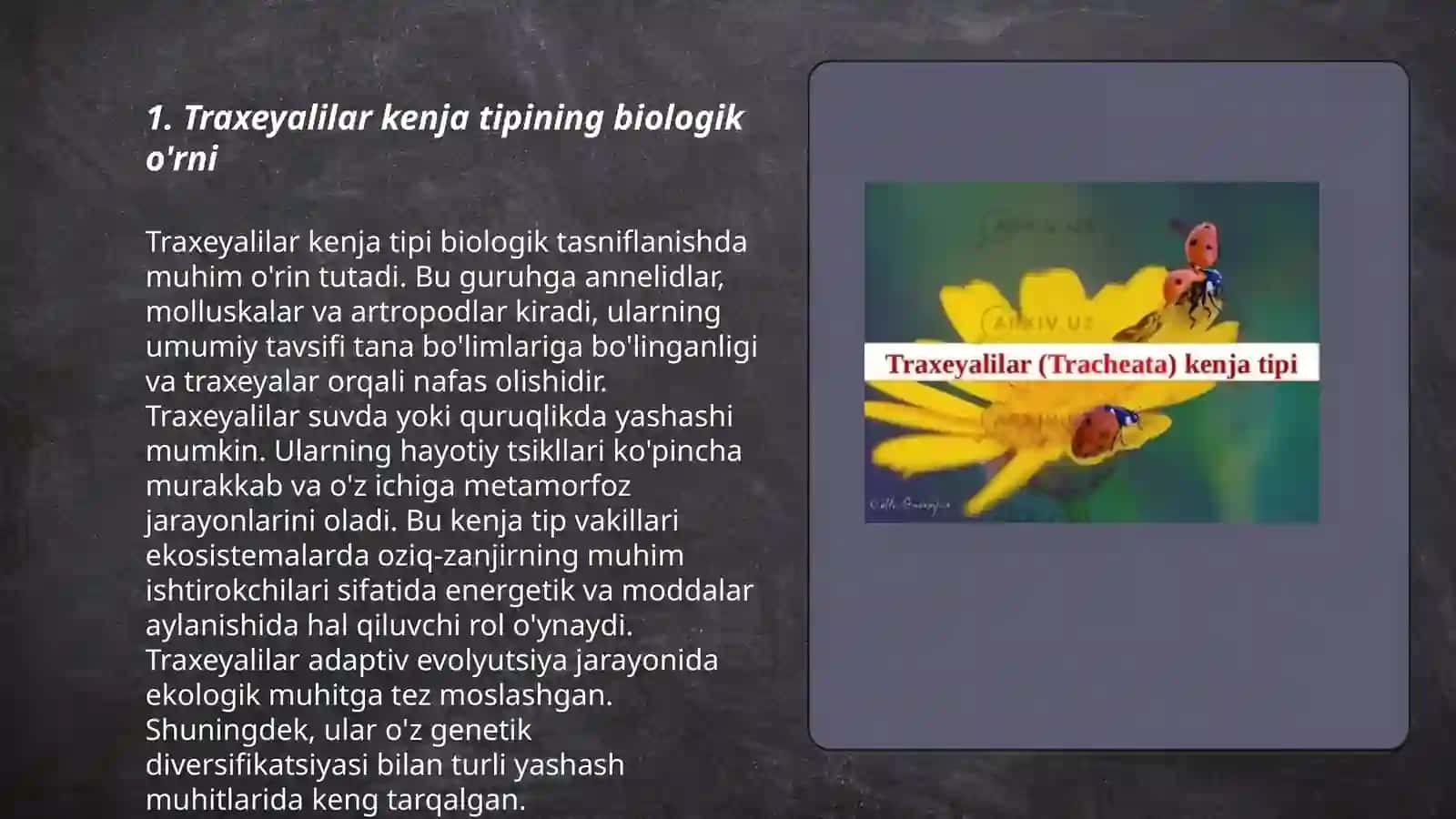 Traxeyalilar kenja tipining umumiy xarakteristikasi 3