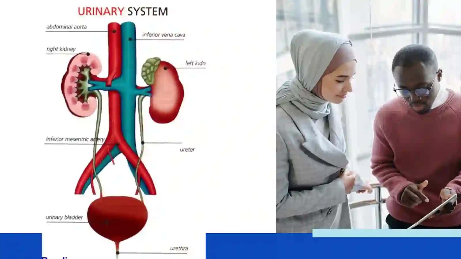 Urinary system 3