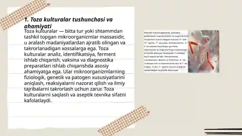 Toza kulturalar va ularning olinishi. Mikroorganizmlar preparatlarini tayyorlash texnikasi 3