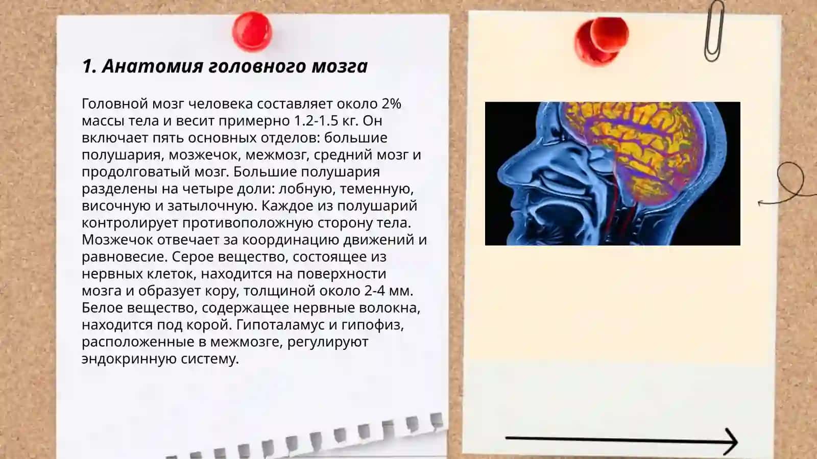 Головной мозг. Стили речи 3