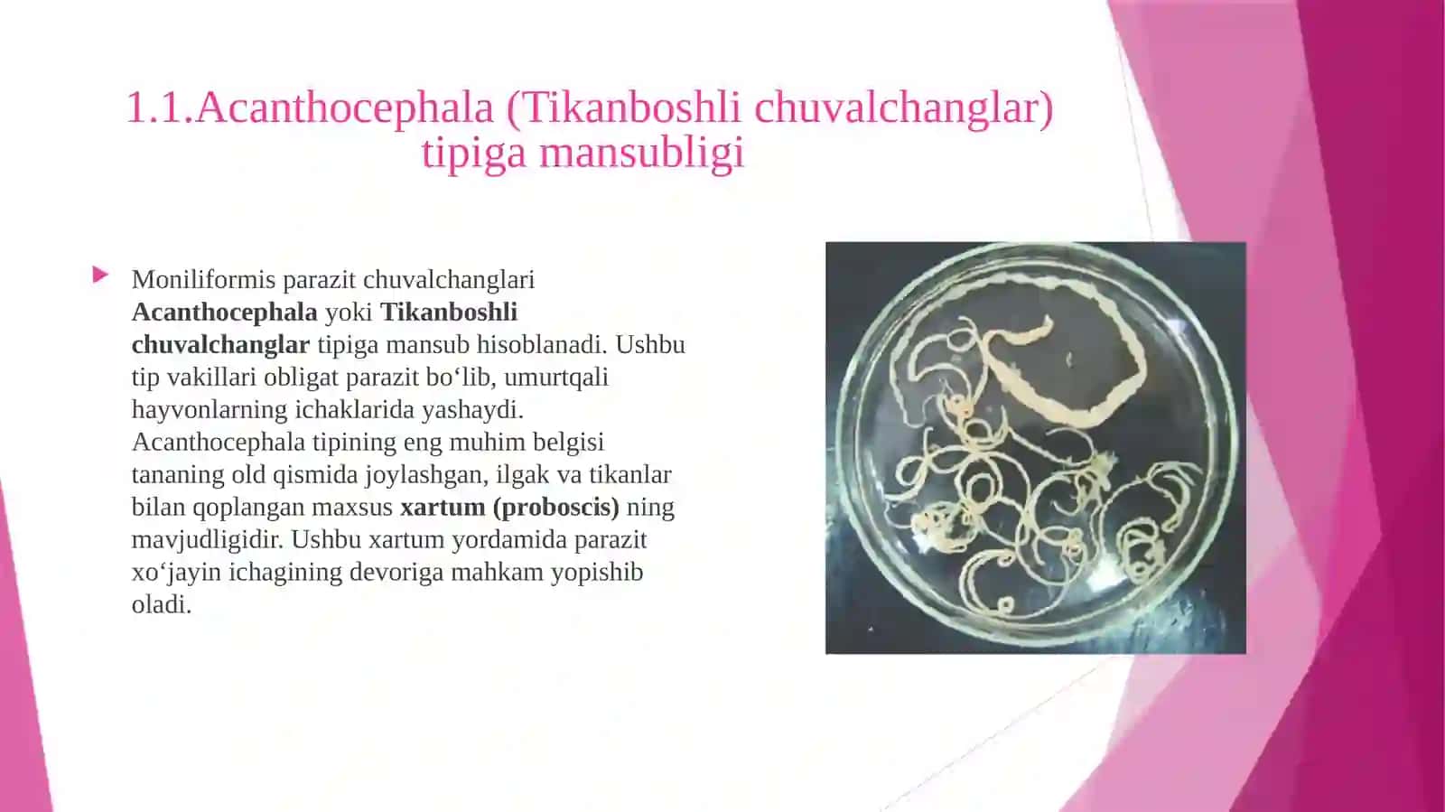 Moniliformis parazit chuvalchanglar 3
