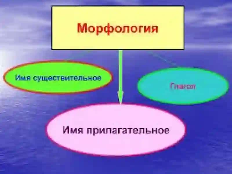 Имя существительное. Морфология 3