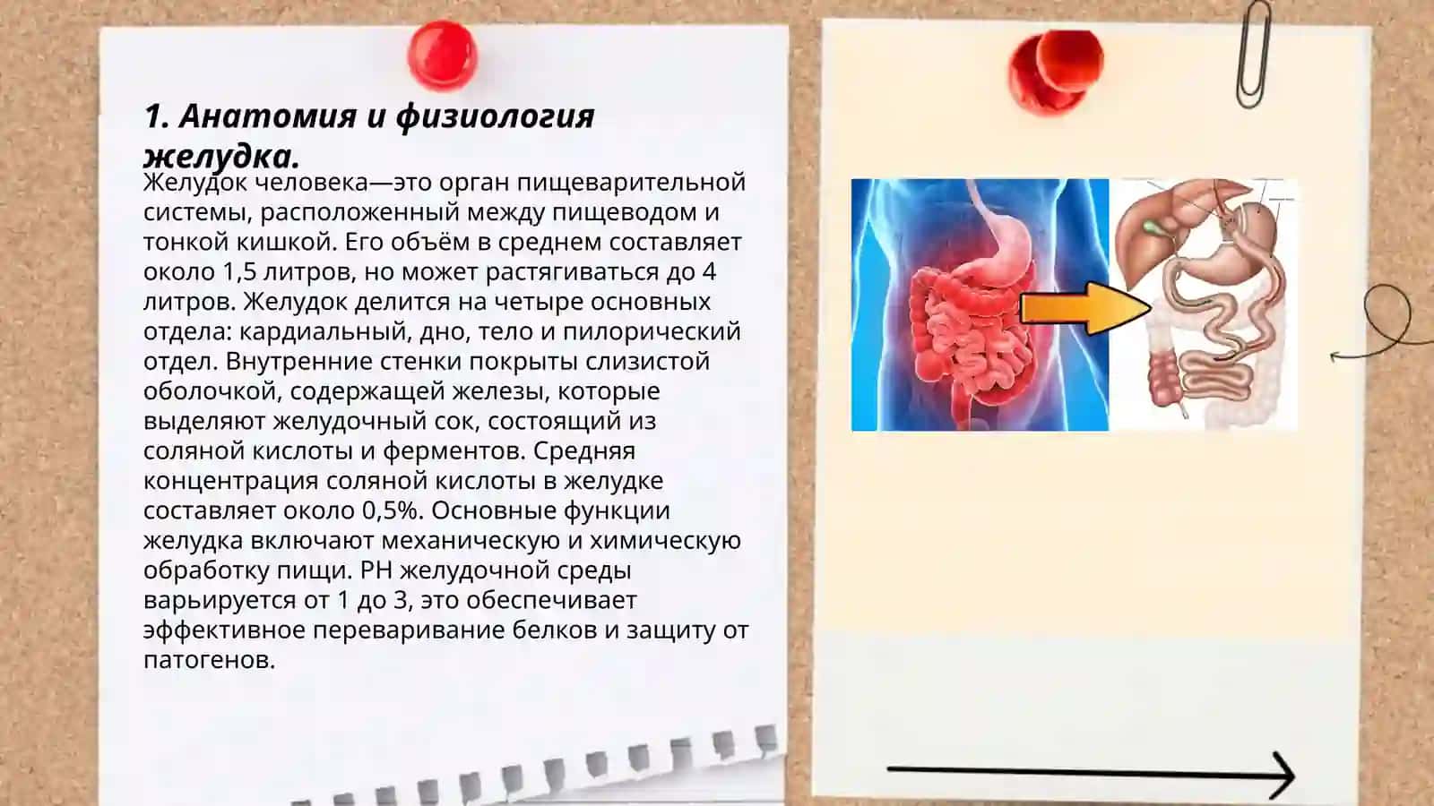 Желудок человека—это орган пищеварительной системы 3