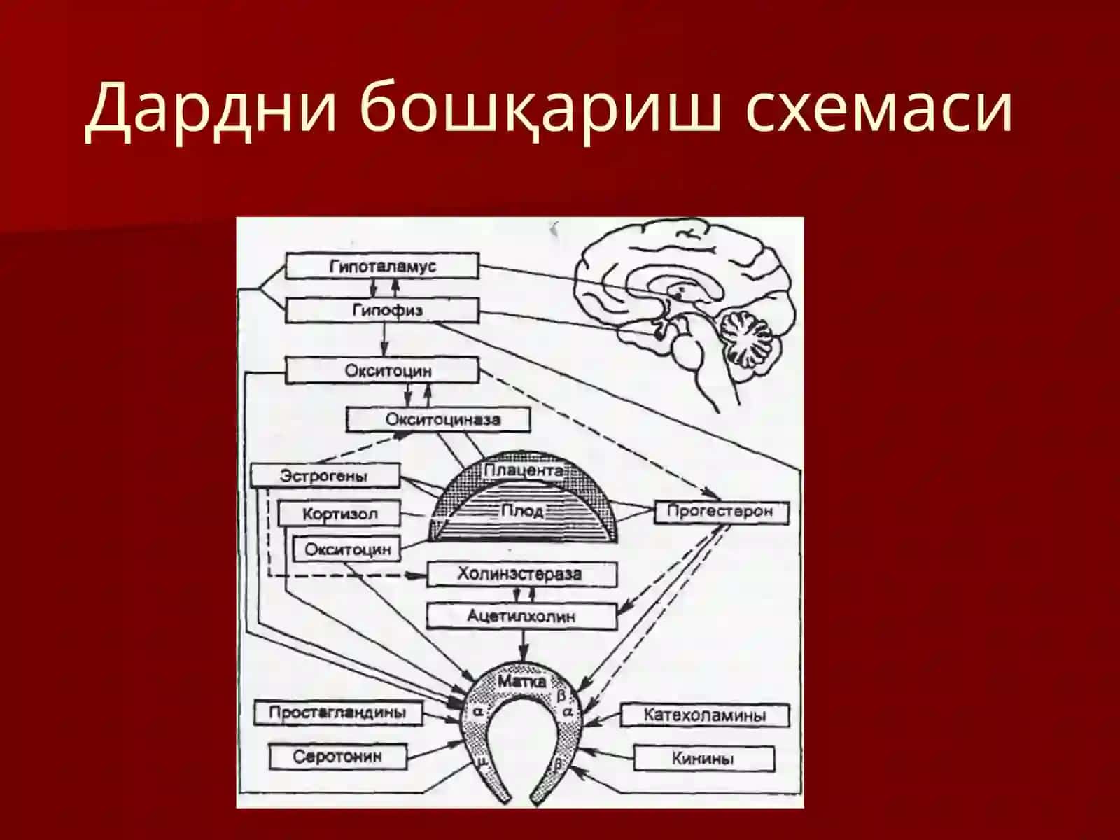 Патологик тугрук. Тугрукни актив ва пассив фазалари чузилиши. Ёлгон тугрук 3