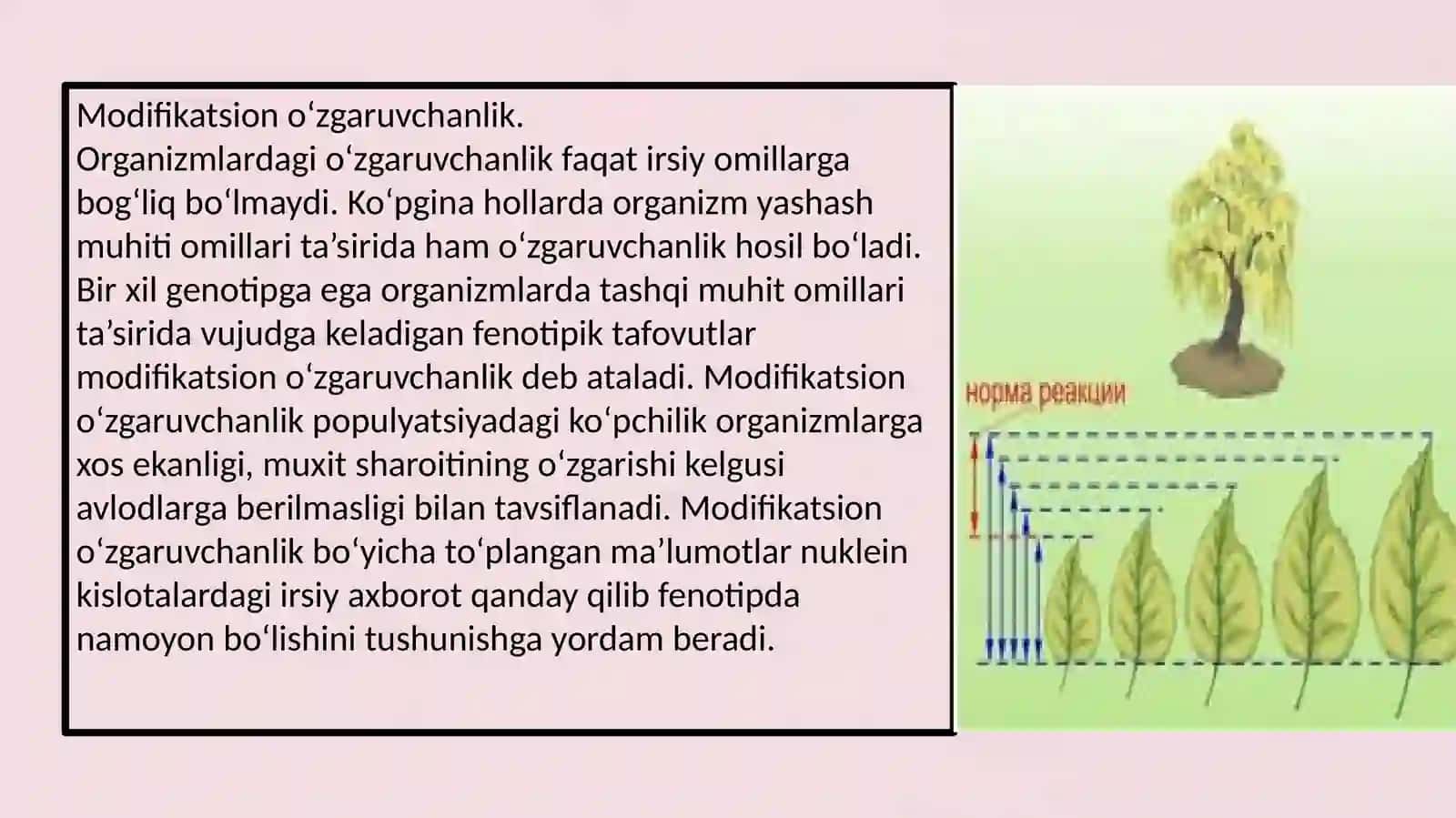 Modifikatsion o’zgaruvchanlik Genetika kurs ishi 3
