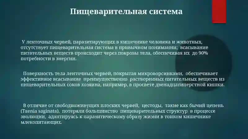 Ленточные черви 3