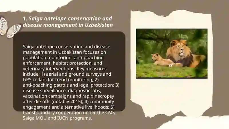 Saiga antelope conservation and disease management in Uzbekistan 3