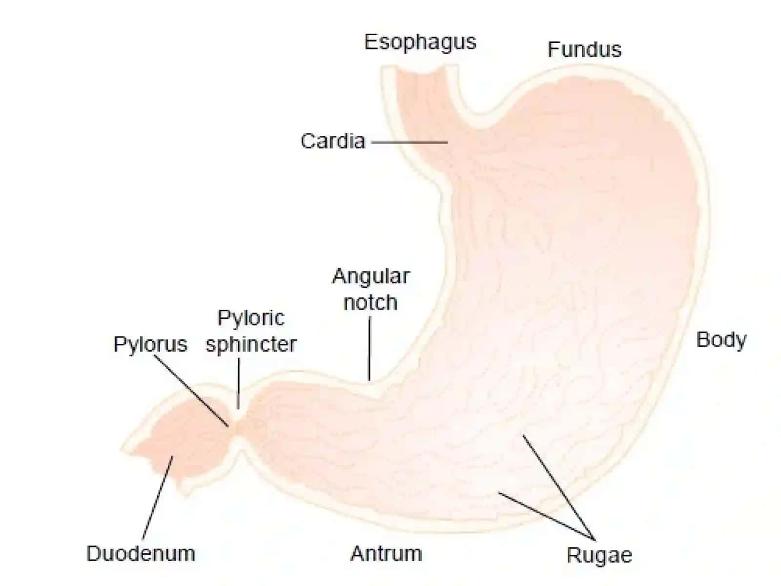 The stomach 3