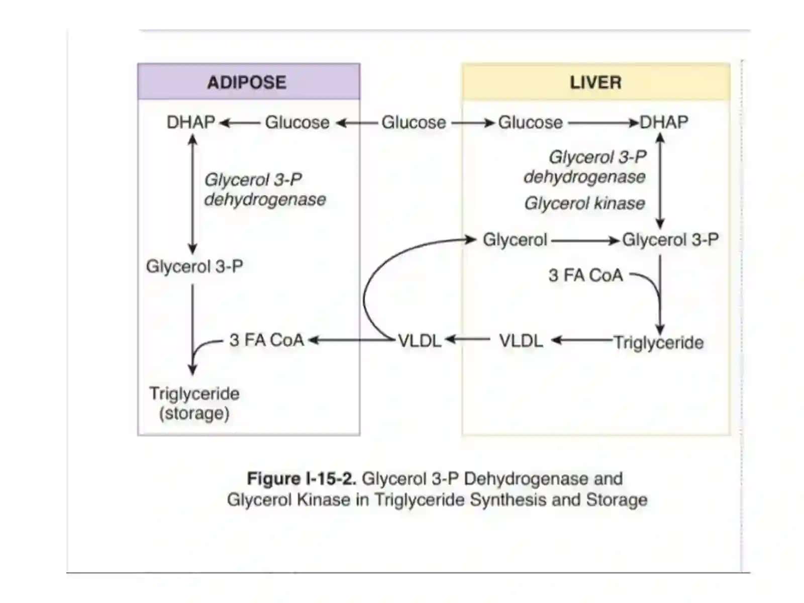 Yog’kislotasintezi, keton metabolizmi va xolestrin almashinuvi 3