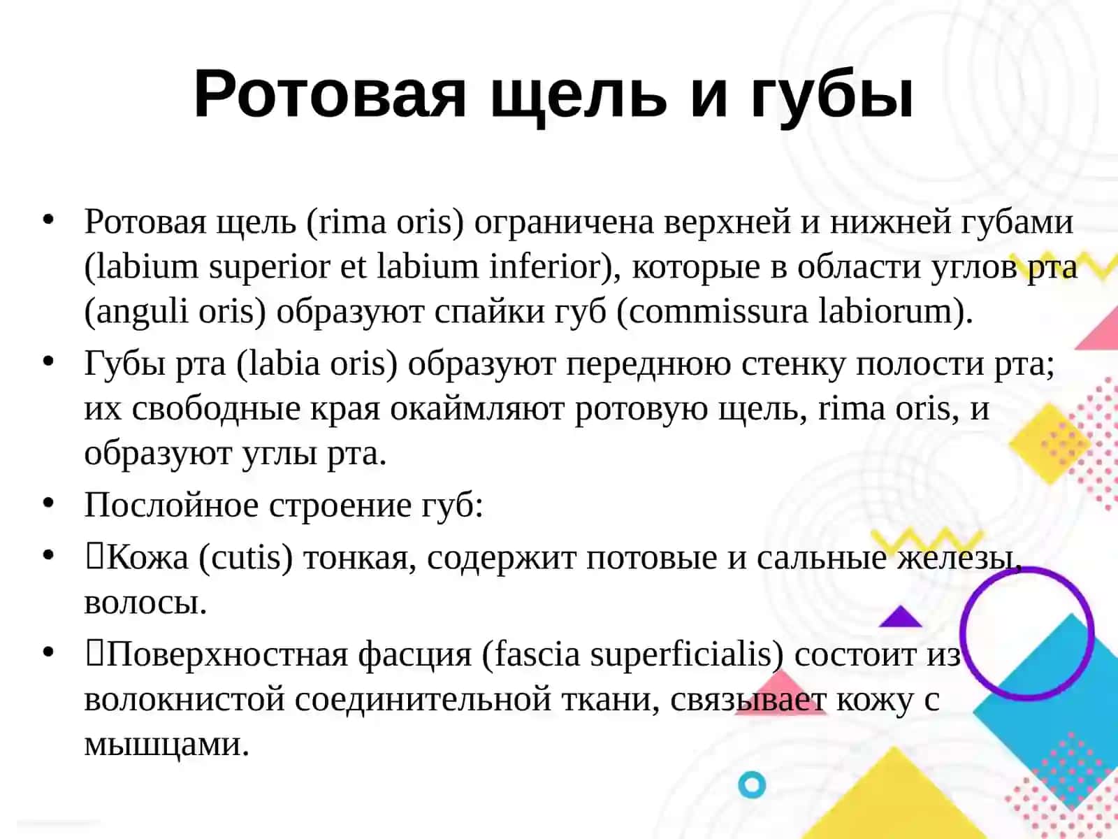 Топографическая анатомия области рта 3