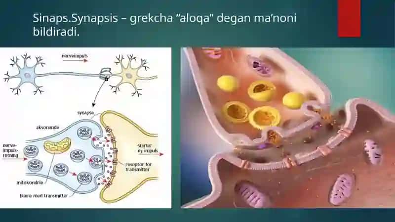 Sinapsfiziologiyasi 3