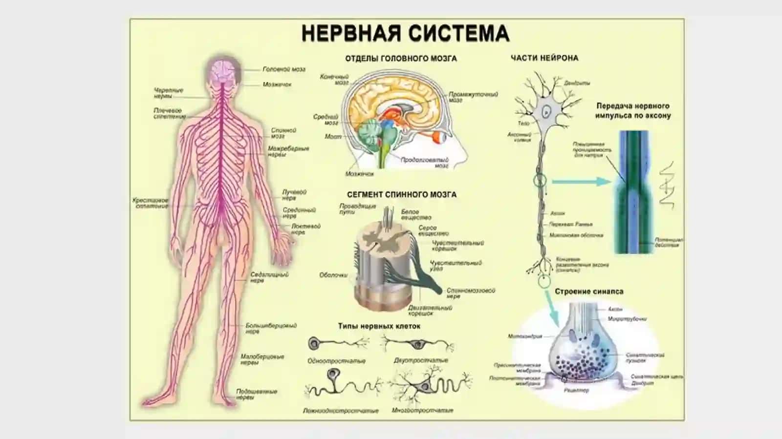 Высшая нервная деятельность и ее возрастные особенности 3