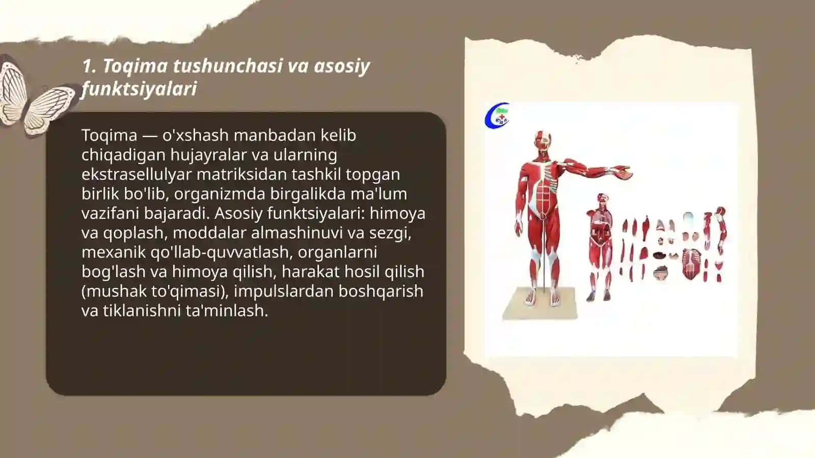 Toqima tuzilishi va turlari 3
