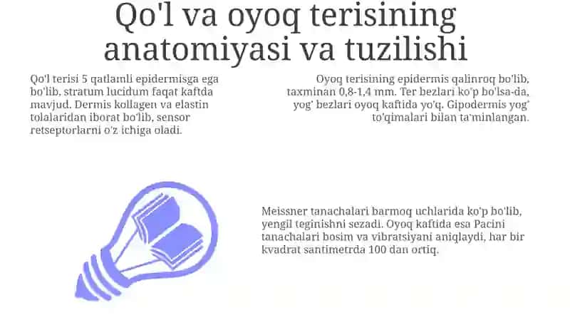 Qoʻl va Oyoq Terisi va Mushaklari Anatomiyasi va Innervatsiyasi: Umumiy Ko'rinish 3