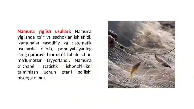 Iskandariakus chakewitschi 3