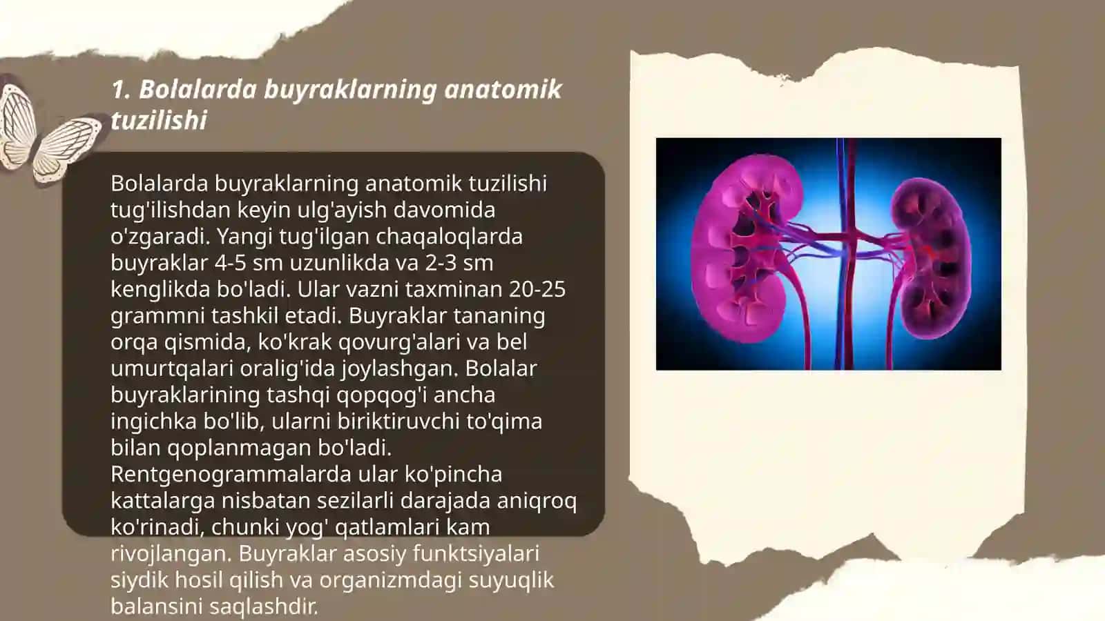 Bolalarda buyraklar anatomo fiziologik xususiyatlari 3