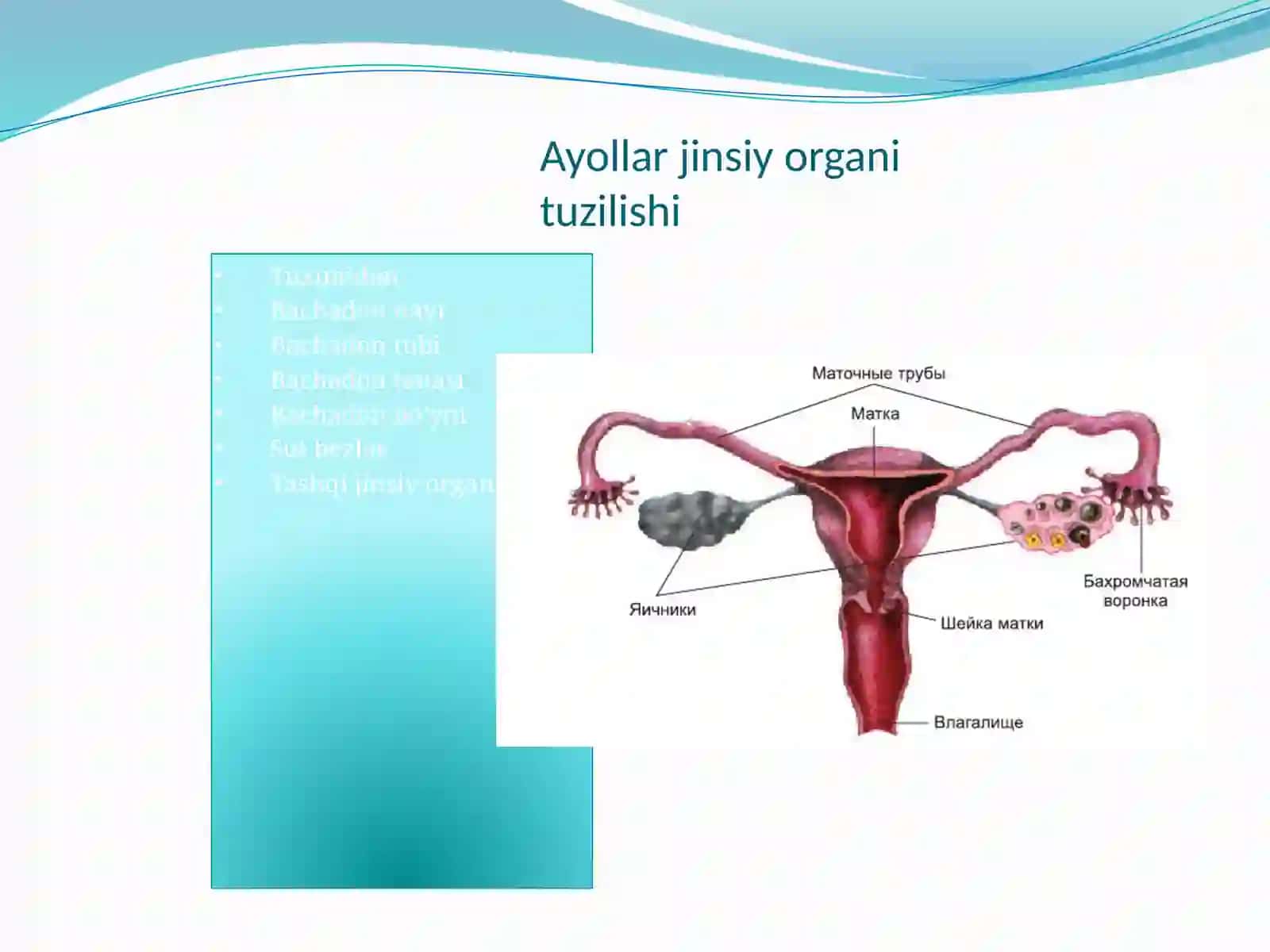 Ayollar jinsiy organi gistologiyasi 3