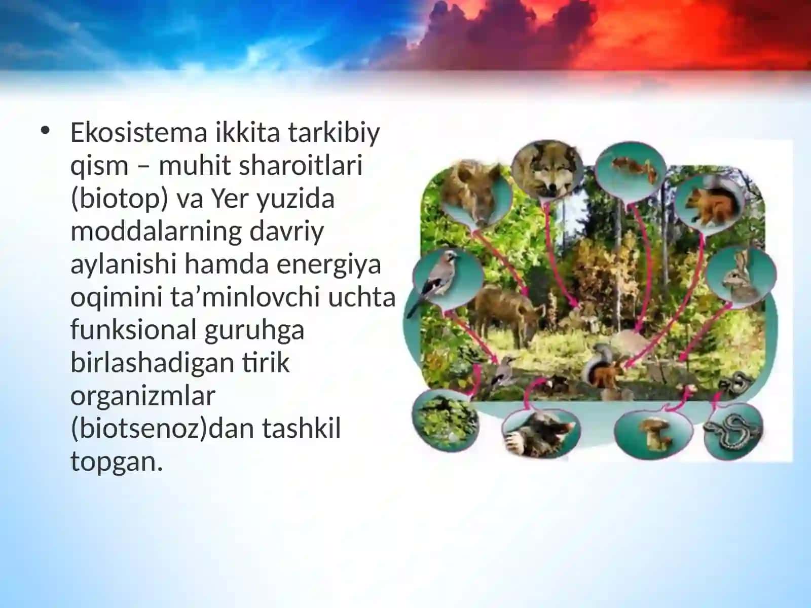 Ekosistemalarning tarkibiy qismlari 3