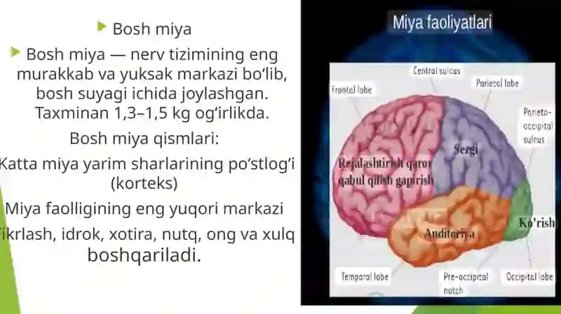 Nervsistemasining tuzilishi 3
