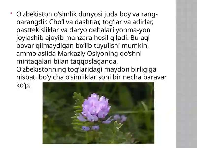 Foydali o’simliklar 3