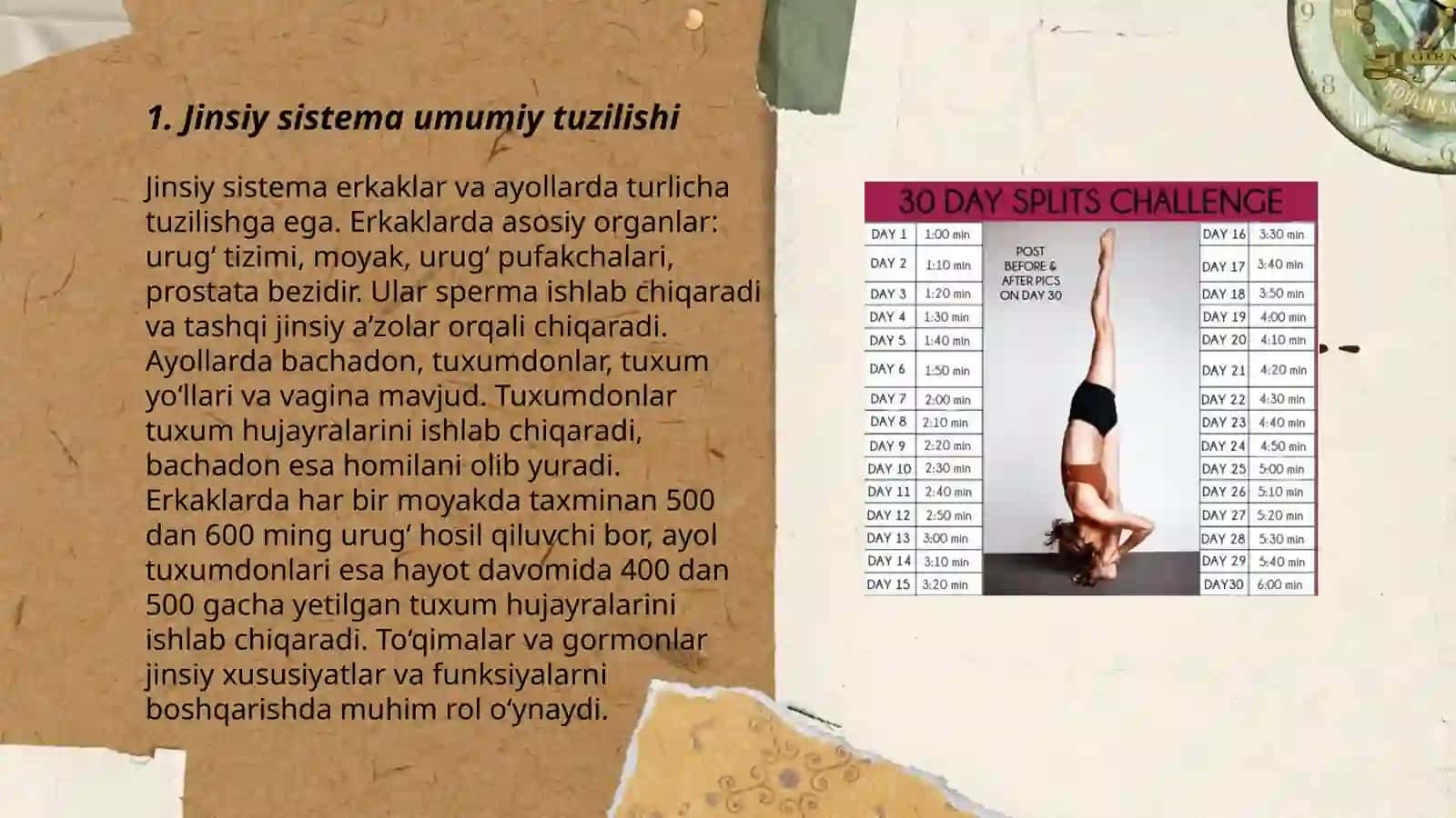 Jinsiy sisteman umumiy tavsifi taraqqiyotining indefferent erkak va ayol turidagi ixtisoslashgan bosqichi 3