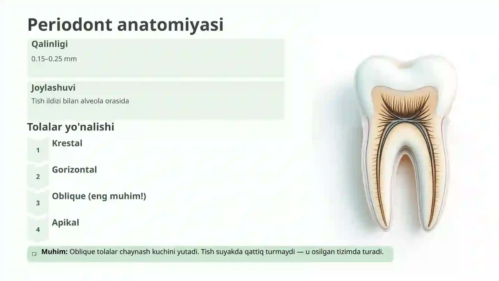 Periodont va parodont to'qimalari. Tish qatorlari barqarorligi 3