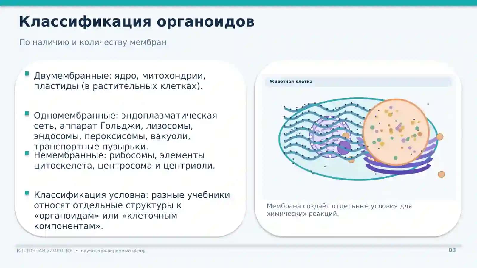 ОРГАНОИДЫ КЛЕТКИ 3