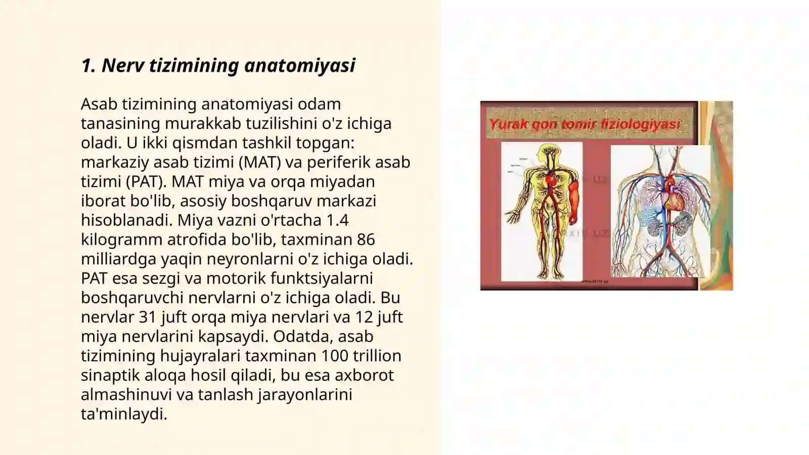 Nerv tizimining yoshga oid umumiy fiziologiyasi va gigiyenasi 3