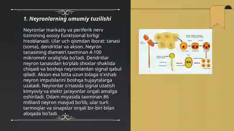 Neyronlar tuzilishi va funksiyalari 3