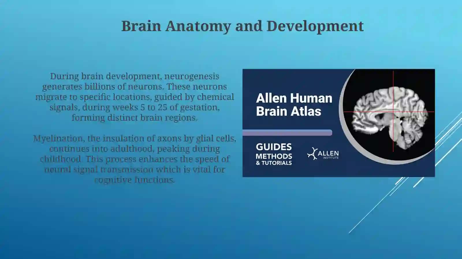 Human brain 3