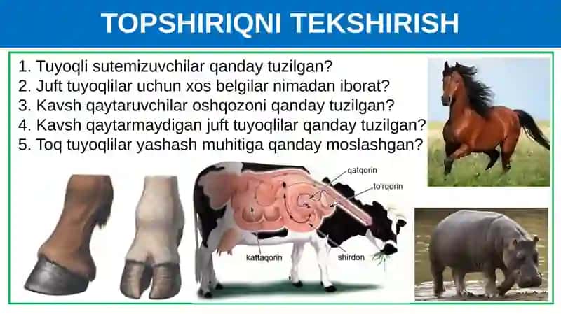 Primatlarturkumi.Sutemizuvchilarningahamiyati 3