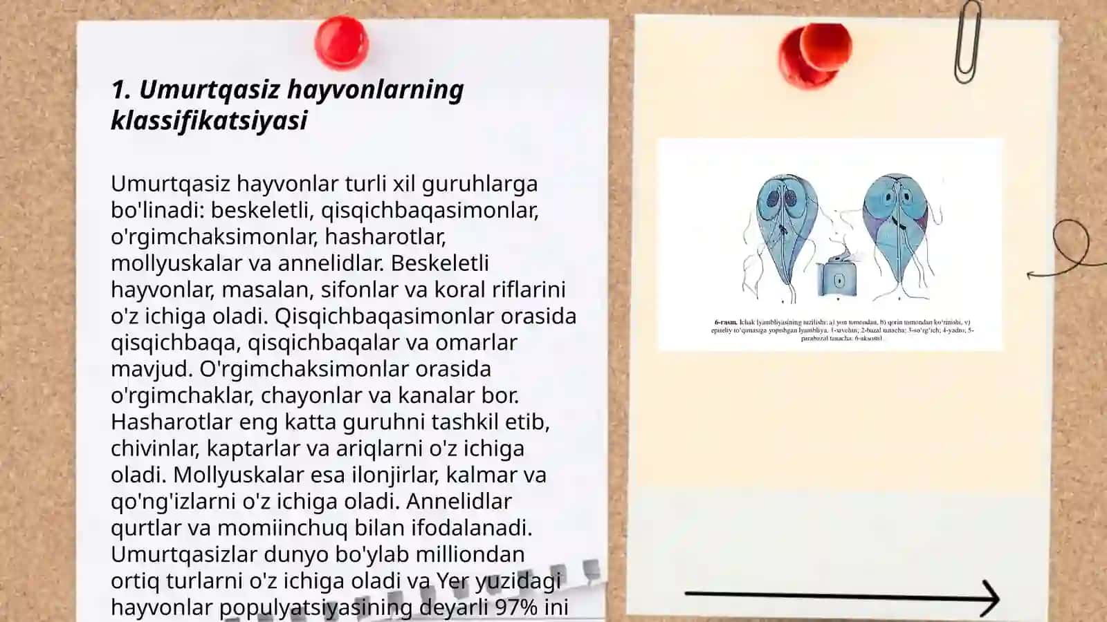 Umurtqasiz hayvonlar biologiyasini oʻrganishga yordam beradigan masala va mashqlar tuzish 3