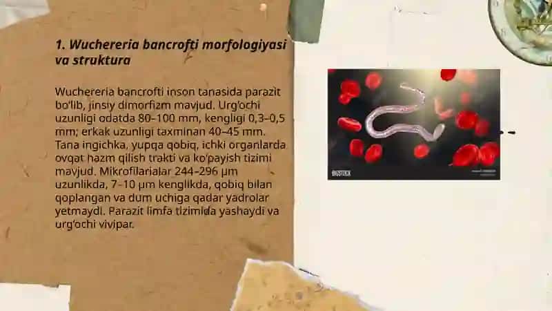 Wuchereria bancrofti - vuxererioz kasalligining chaqiruvchisi 3