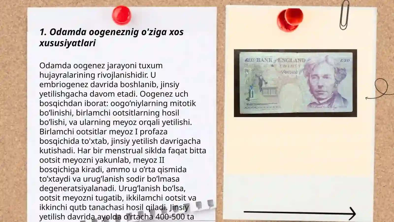 Odamda ovogenez va spermatogenezning oʻziga xosligi.Muhitning zarorlovchi omillari va ularning reproduktiv qobiliyatiga taʼsiri. Muhit omillarining embriogenezga taʼsiri.Odamda rivojlantirishning qaltis davrlari 3