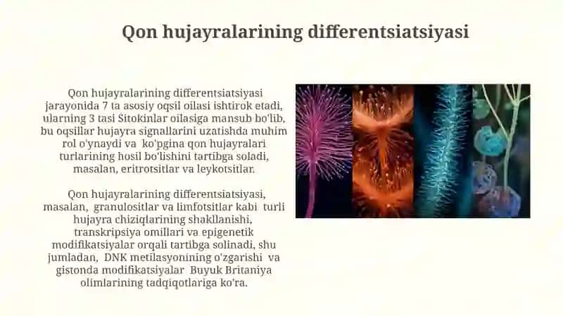 Qon hujayralarining differentsiatsiyasi 3