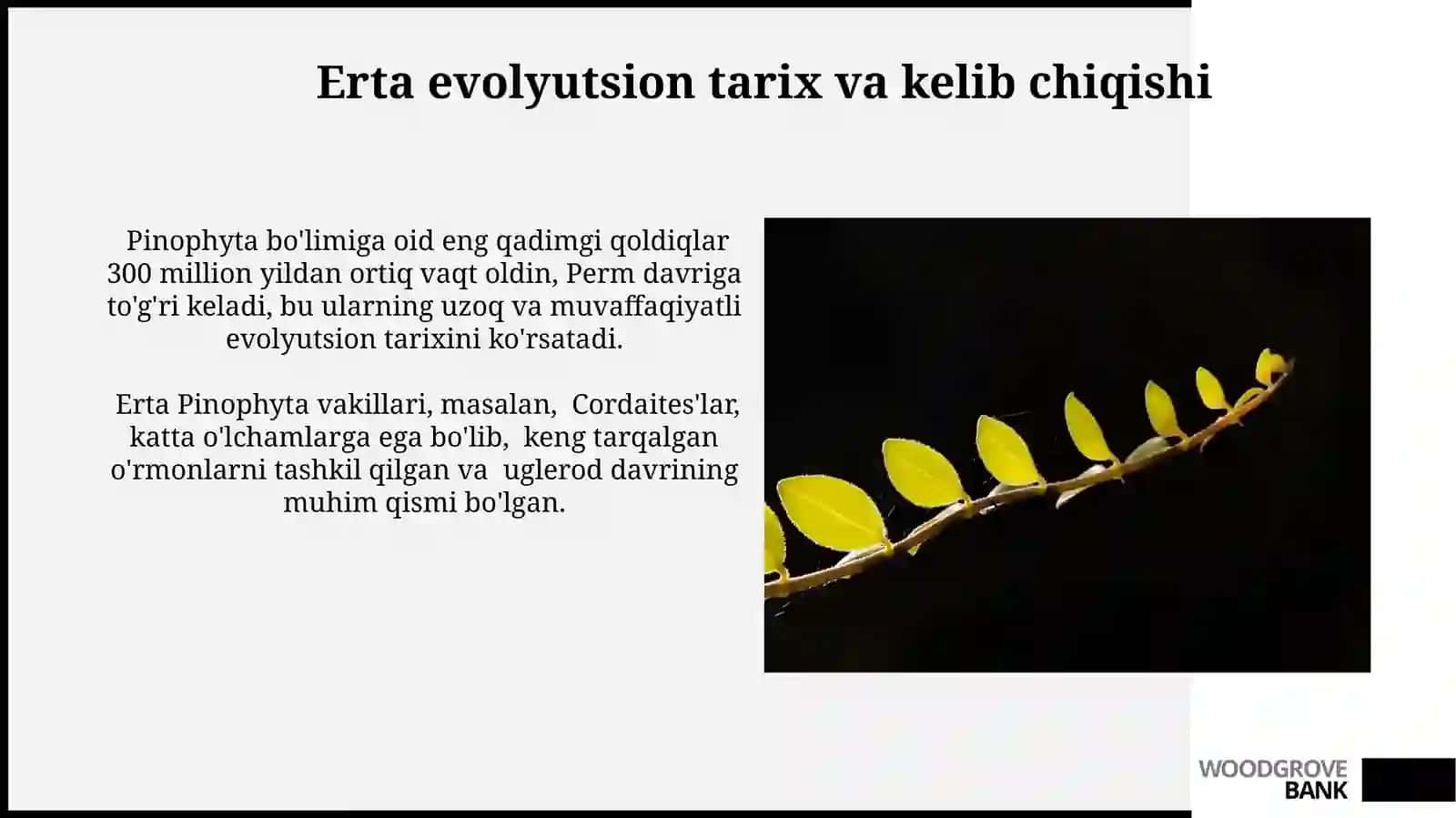 Qarag'aytoifa(ochiq urug'li) (Pinophyta, Gymnospermae) o'simliklar bo'limi evolyutsiyasi 3