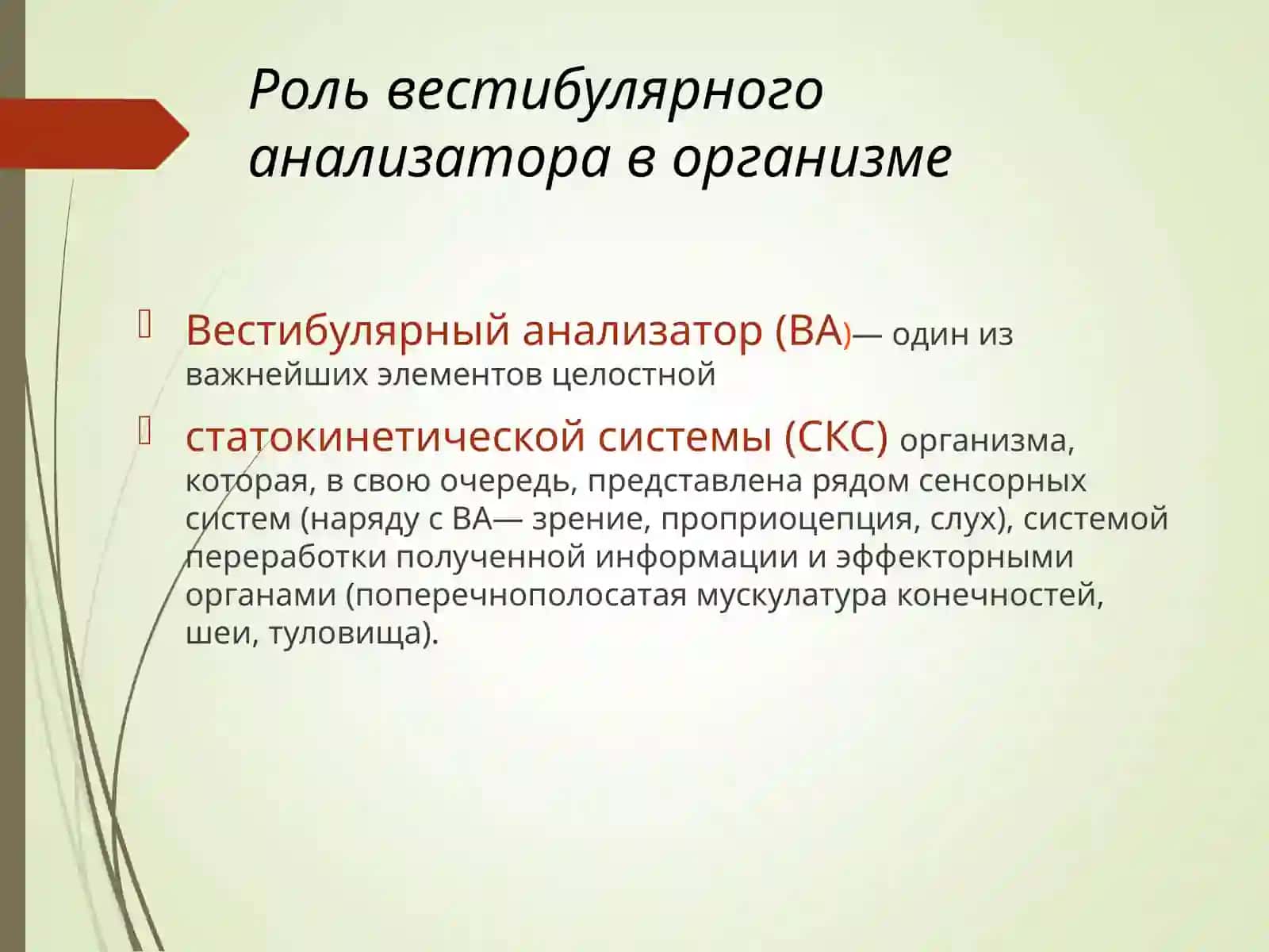 Вестибулярный анализатор 3