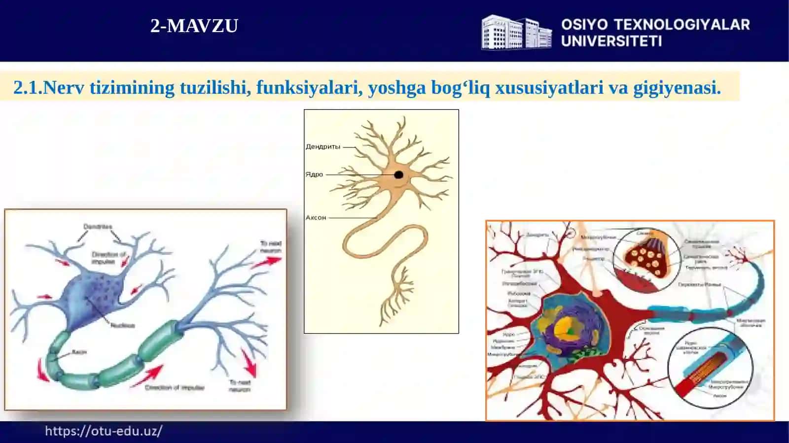 Nerv tizimi, oliy nerv faoliyati, analizatorlar va ichki sekretsiya bezlarining tuzilishi va gigiyenasi 3