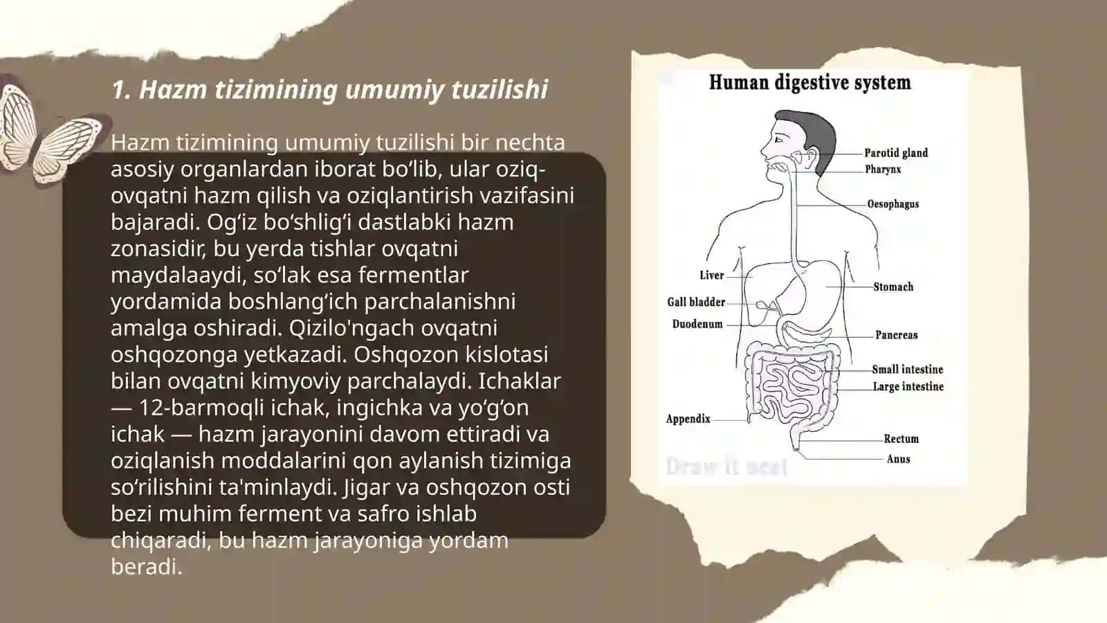 Hazm tizimini faoliyatini oʻrganish usullari 3