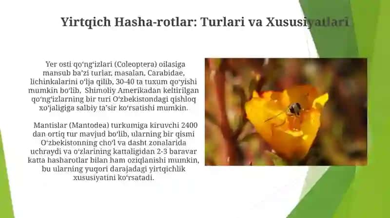 Yirtqich Hasharotlar va ularni koʻpaytirish 3